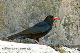 Chough