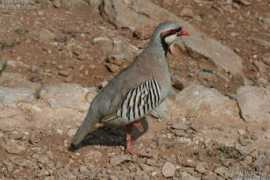Choukar