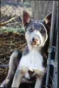 herdeverything.org Choula
