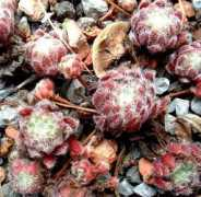 semperhorst.de Chrisanthus
