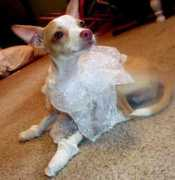 gotpetsonline.com Christaine
