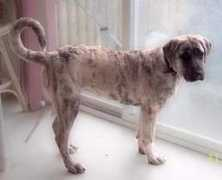 anatoliandog.org Christaine