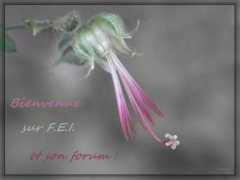 fond-ecran-image.com Christaline