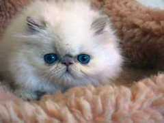 gotcatsonline.com Christee