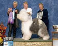 oldenglishsheepdogclubofamerica.org Christiina
