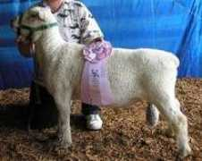 lazyjvranch.com Christney