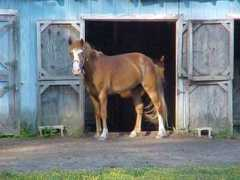 horseonsale.com Christorpher