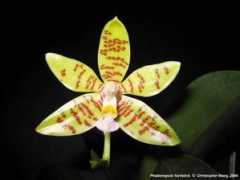 phals.net Chritopher