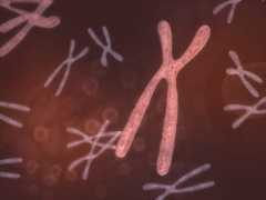 softchalk.com Chromosome