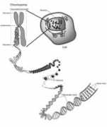 ncbi.nlm.nih.gov Chromosome