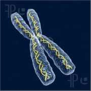 featurepics.com Chromosome