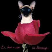 custardpie.com Chrose