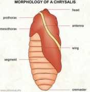 Chrysalis