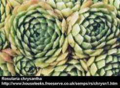 lapshin.org Chrysandra