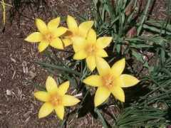 plantbuzz.com Chrysantha