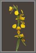 orchidsonline.com.au Chrysantha