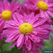 plantr.de Chrysantheme