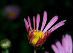 avdm.megashot.net Chrysantheme