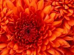 drawingnow.com Chrysanthemum