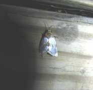 butterfliesandmoths.org Chrysella