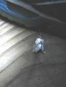 butterfliesandmoths.org Chrysella