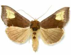 Chryson