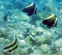 hallofreun.de Chrysostomus