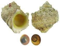 valtat.org Chrysostomus