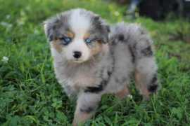 twinpineskennels.com Chrystal