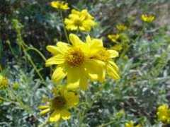 delange.org Chrystaline