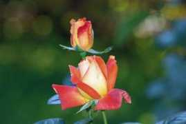 thefloweringgarden.com Chrystof
