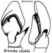 Chubbi