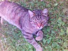 Chubey