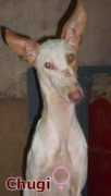 sos-galgos.net Chugi