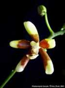 phals.net Chuit