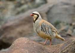 Chukar