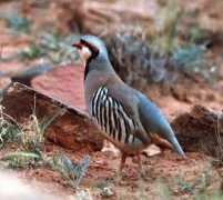 Chukar