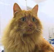 fairfieldvets.co.uk Chukkie