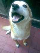 Chuli
