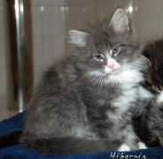hibernia-cattery.net Chumani