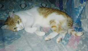 Chumino