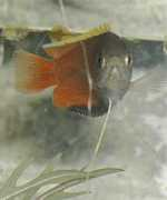 Chuna