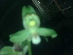 cnguolan.com Chunjian