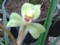 cnguolan.com Chunjian