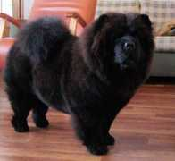 netchows.com Chunjin