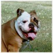 dogster.com Chunka