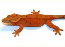 cookreptiles.com Chunkymonkey