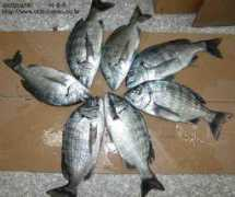 uljinbando.co.kr Chunsik