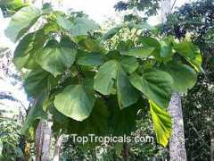 toptropicals.com Chupachupa