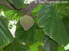toptropicals.com Chupachupa